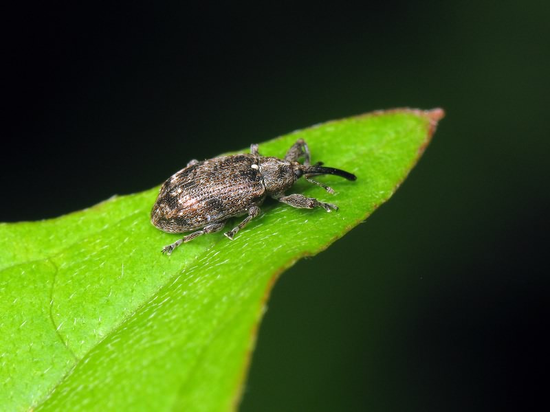 Anthonomus (Anthonomus) pomorum (Linnaeus, 1758)